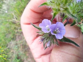 flores herbario